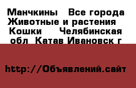 Манчкины - Все города Животные и растения » Кошки   . Челябинская обл.,Катав-Ивановск г.